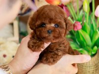 HİPOALERJENİK TOY POODLE BEBEKLERİMİZ