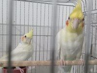 Sultan papağanı eş yavru alınmıştır