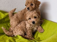 Maltipoo bebeklerimiz