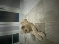 British shorthair cins kedimiz