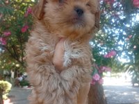 Koku tüy sorunu olmayan tuvalet eğitimli maltipoo yavrular