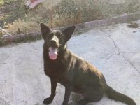 Dişi Alman Kurdu 2 yaşında