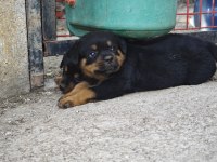 Özel Soydan Özel Rottweiler Yavrular