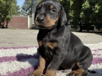 Doberman Safkan