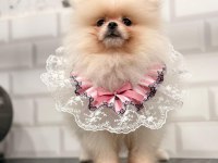 Safkan orjinal şecereli pomeranian boo yavrular