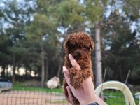 Toy poodle çiftliğimize sizleri bekliyoruz