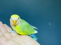 Çok güzel ve sağlıklı ele alıştırmalık kuşlar