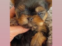 Yorkshire terrier kore bebeklerimiz ev üretimi