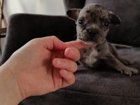 Merle french bulldog