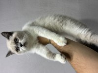 Irk Ve Sağlık Garantili Blue Point Kedisi