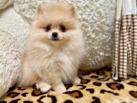 2 aylık pomeranian yavrularım