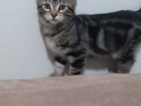 Kediye acil yuva arıyoruz