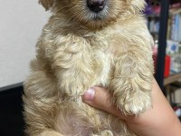 Maltipoo bebekleri