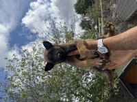 Mükemmel malinois köpekler