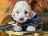 Maltipoo 2.5 aylık