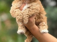 Maltipoo yavrularımız