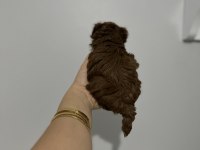 Anne baba tecaup dark redbrown tecaup erkek poodle muhteşem