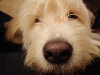 Golden Doodle Mix (DİŞİ)