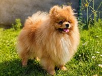 Teddy Bear Mükemmel Anatomi Pomeranian Boo