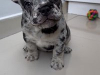 TÜM EXOTIC RENKLERİ TAŞIYAN EXOTIC FRANSIZ BULLDOGLAR