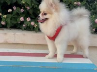 Mini Pomeranian Dişi Yavru