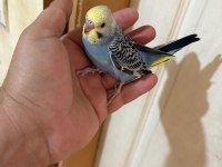 37 GÜNLÜK OĞLAN BEBEK MUHABBET KUŞU