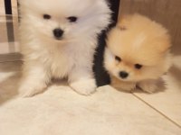 Pomeranian Yavrular Anne Çocuk