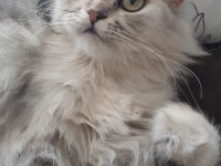 Chinchilla kedim yeni yuvasını arıyor