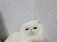 İran Kedimiz Satılıktır