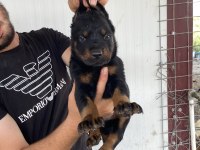 Üst Kalite King Doberman Yavruları