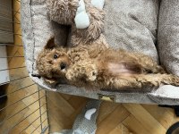 Safkan Toy Poodle Yavru Dişi 55 Günlük