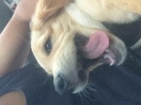 Golden retriever sağlıklı yer sıkıntımız var
