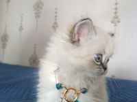 Pofuduk pati british longhair