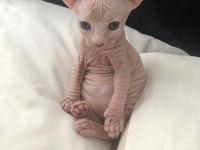 Sphynx kitten pet consultant listing