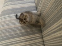 Şecere babadan 2 erkek scottish fold yavru
