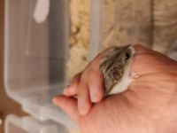 Tatlı Minnoş Gonzales Hamster Yavru ve Yetişkin