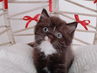 Yeni yıl çikolata british shorthair yavrum