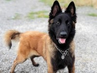 Türkiyedeki en özel malinois yavrular