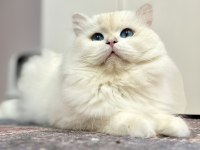 Breeding şecereli by33 tecrübeli british longhair
