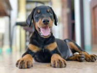 Ev ve bahçeniz için Doberman kapıda ödeme mevcuttur