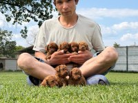 İstediniz renklerde toy poodle orjinal bebekler