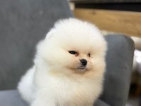Show kalite ayı surat pomeranian yavrularımız