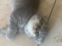 Masrafına scottish fold