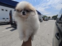 A KALİTE SAFKAN ORJİNAL POMERANİAN BOO GARANTİLİ