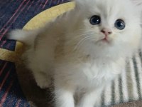 Safkan ırk yavru kediler