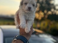 Orijinal Maltese 0 Boy Yavrularımız