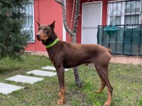 2 yaşında kızıl doberman temel itaat eğitimi mevcuttur