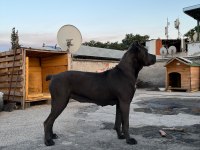 DİŞİ CANE CORSO IRK GARANTİLİ