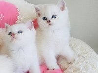 Maviş ns1133 british shorthair bebeklerim 