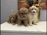 A kalite ırk sağlık garantili Maltipoo yavrular